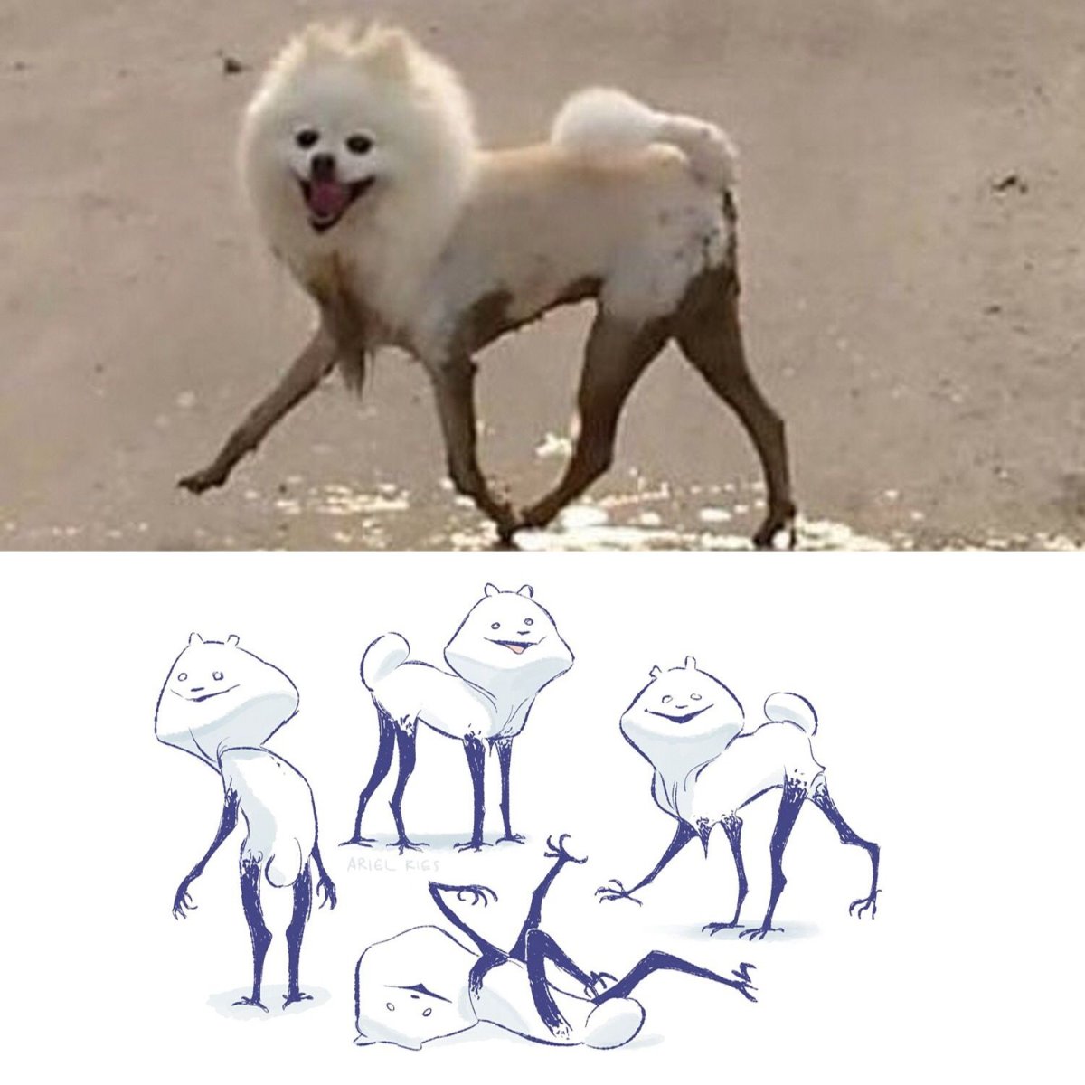 Гривистый волк