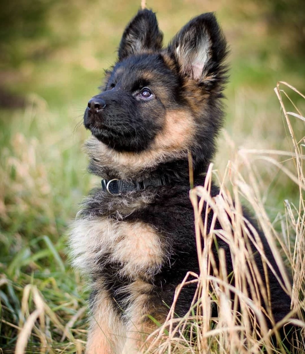 Овчарка Шелонская