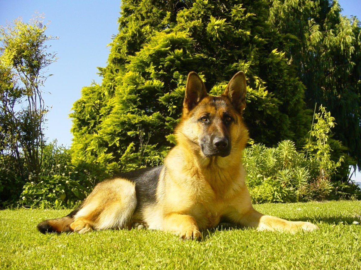 Гарафийская овчарка