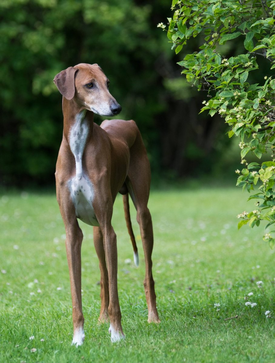 Борзая салюки