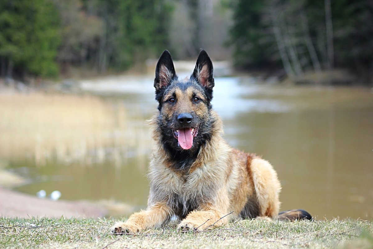 Малинуа грюнендаль лакенуа
