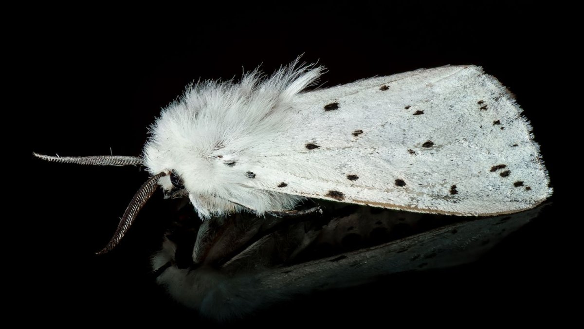 Ширококрылые моли