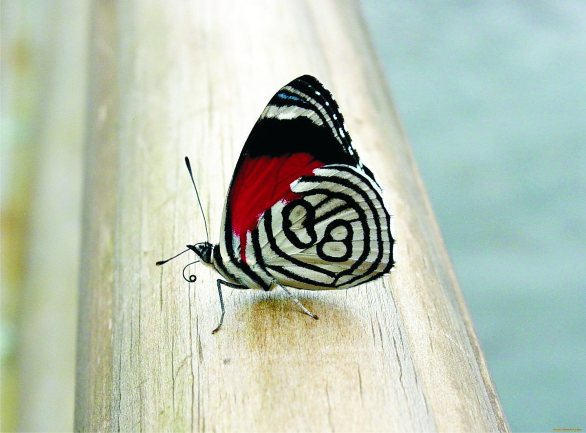 Бело красная бабочка