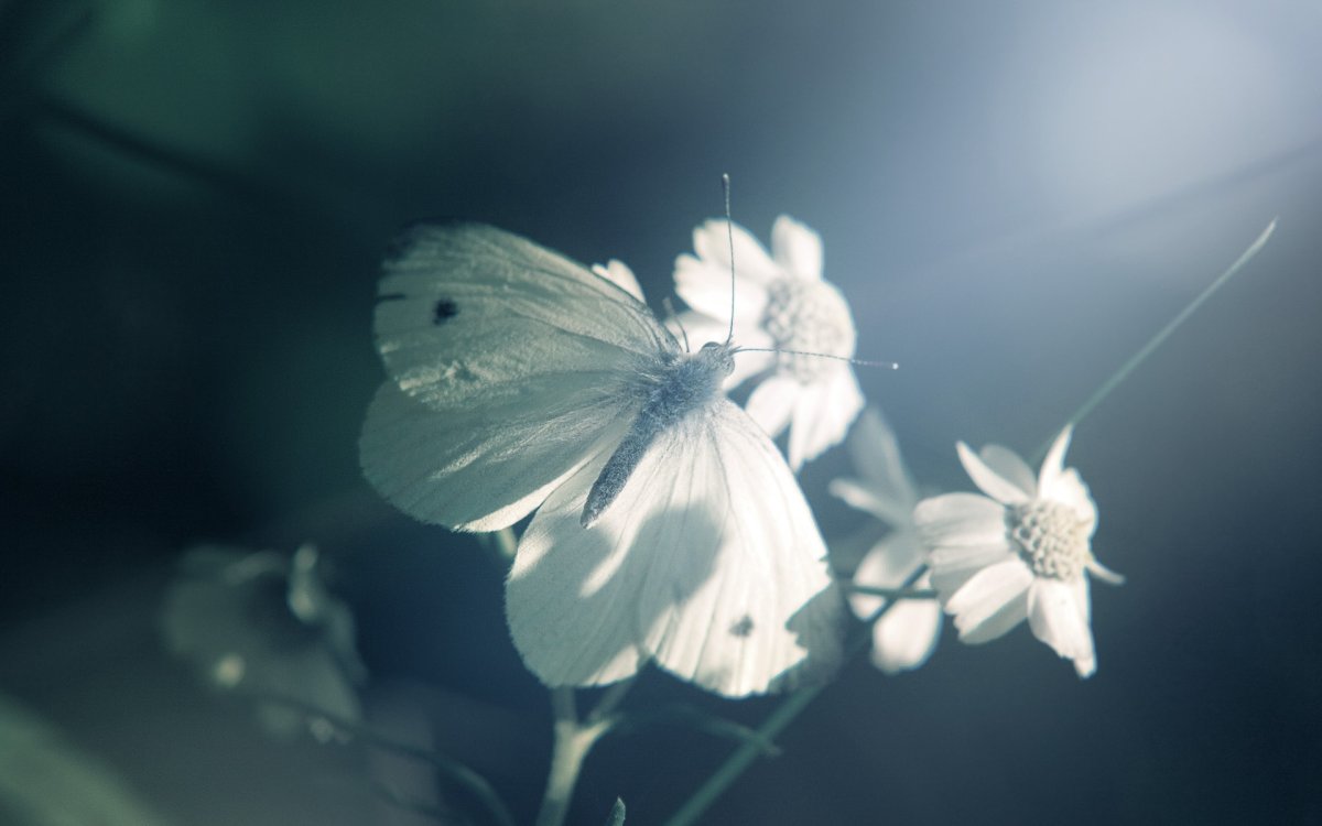 Бабочка капустница