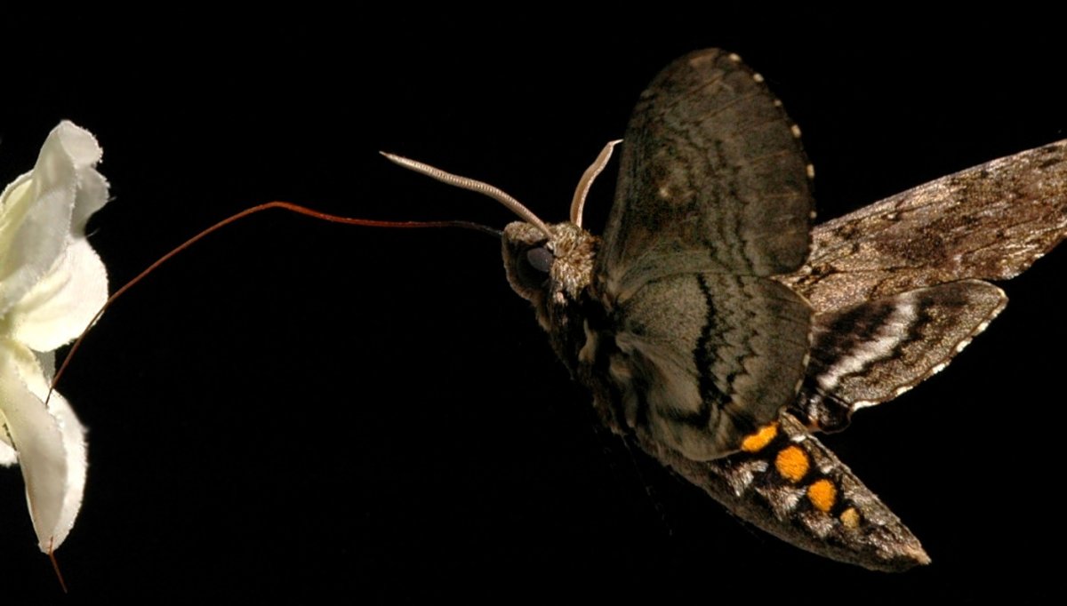 Мотылек в темноте