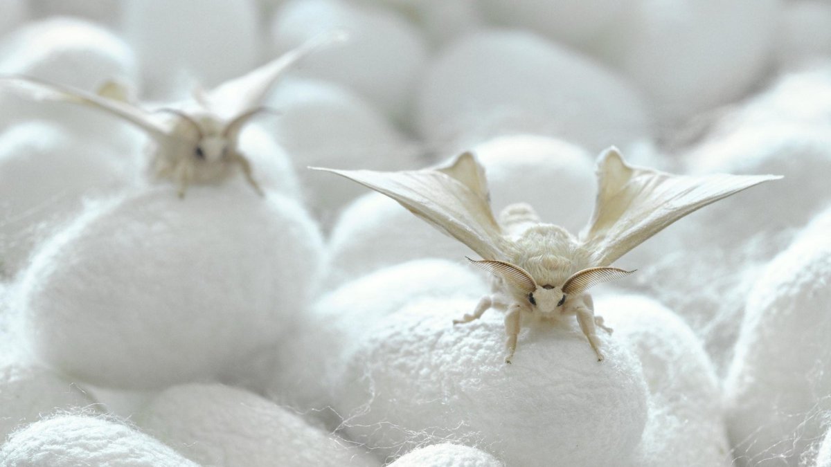 Тутовый шелкопряд (Bombyx Mori)