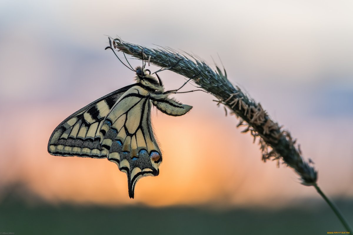Бабочка Макросъемка