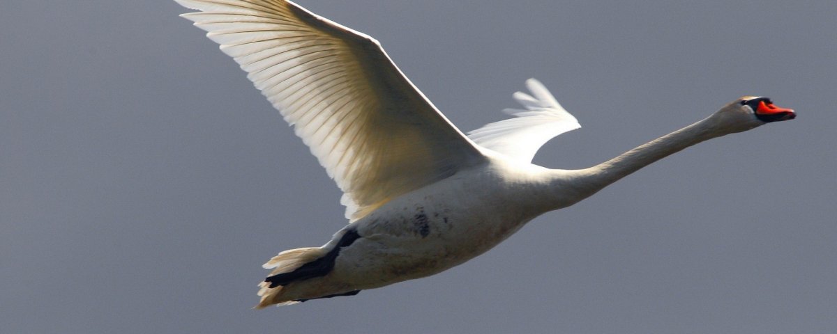 Красный лебедь в полете