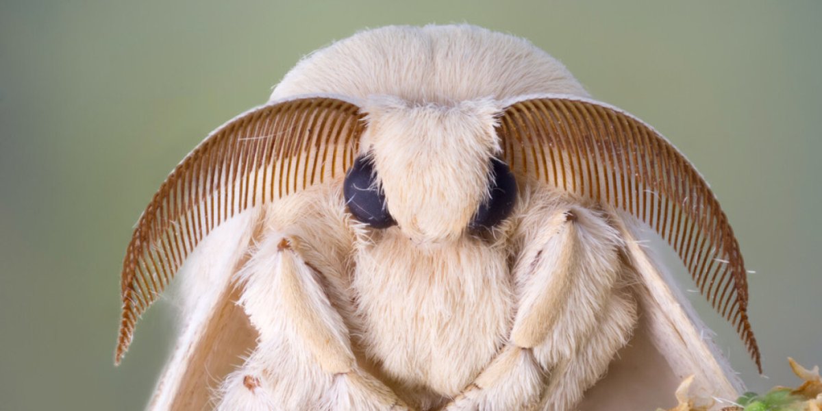 Дикий тутовый шелкопряд