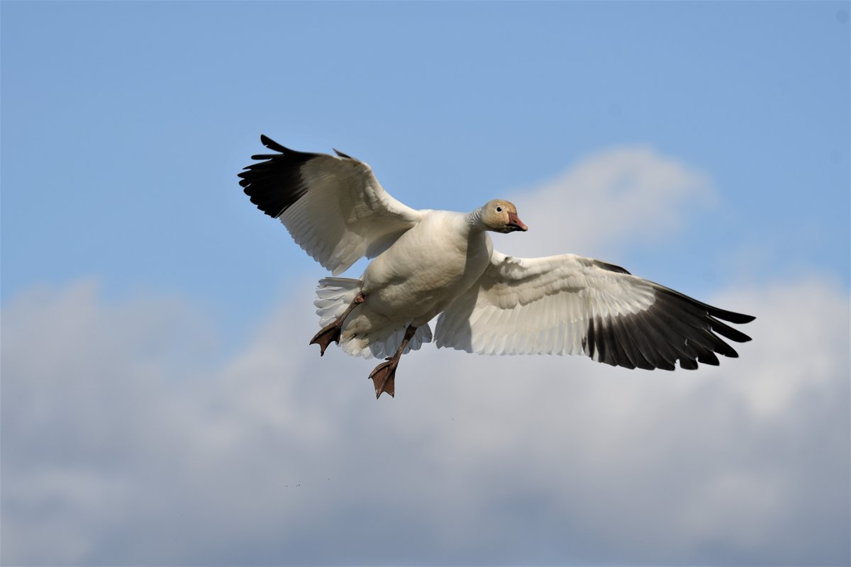 Гуси летают