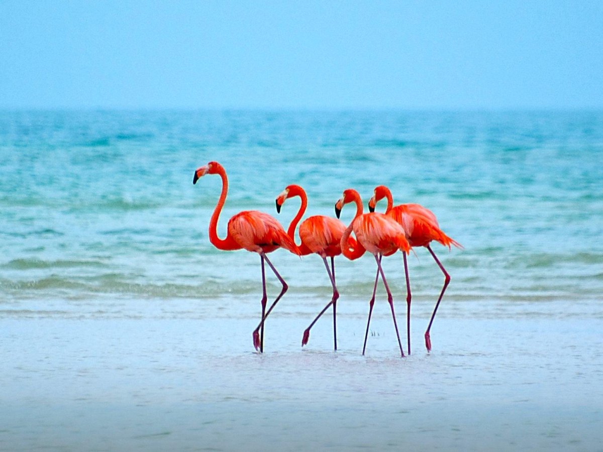 Астраханский заповедник Фламинго