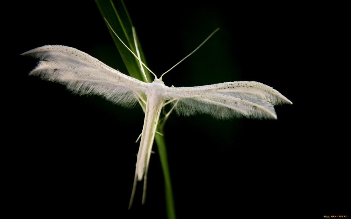 Белое насекомое с крыльями