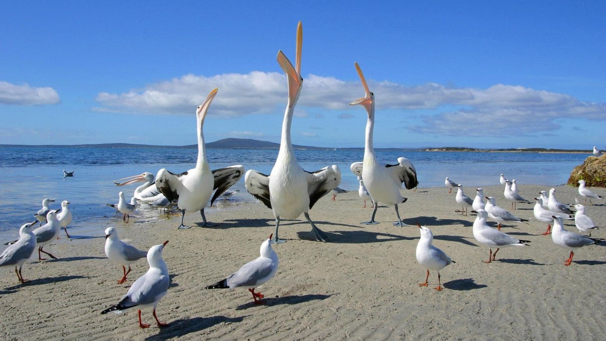 Остров черепах (Turtle Island), Маврикий