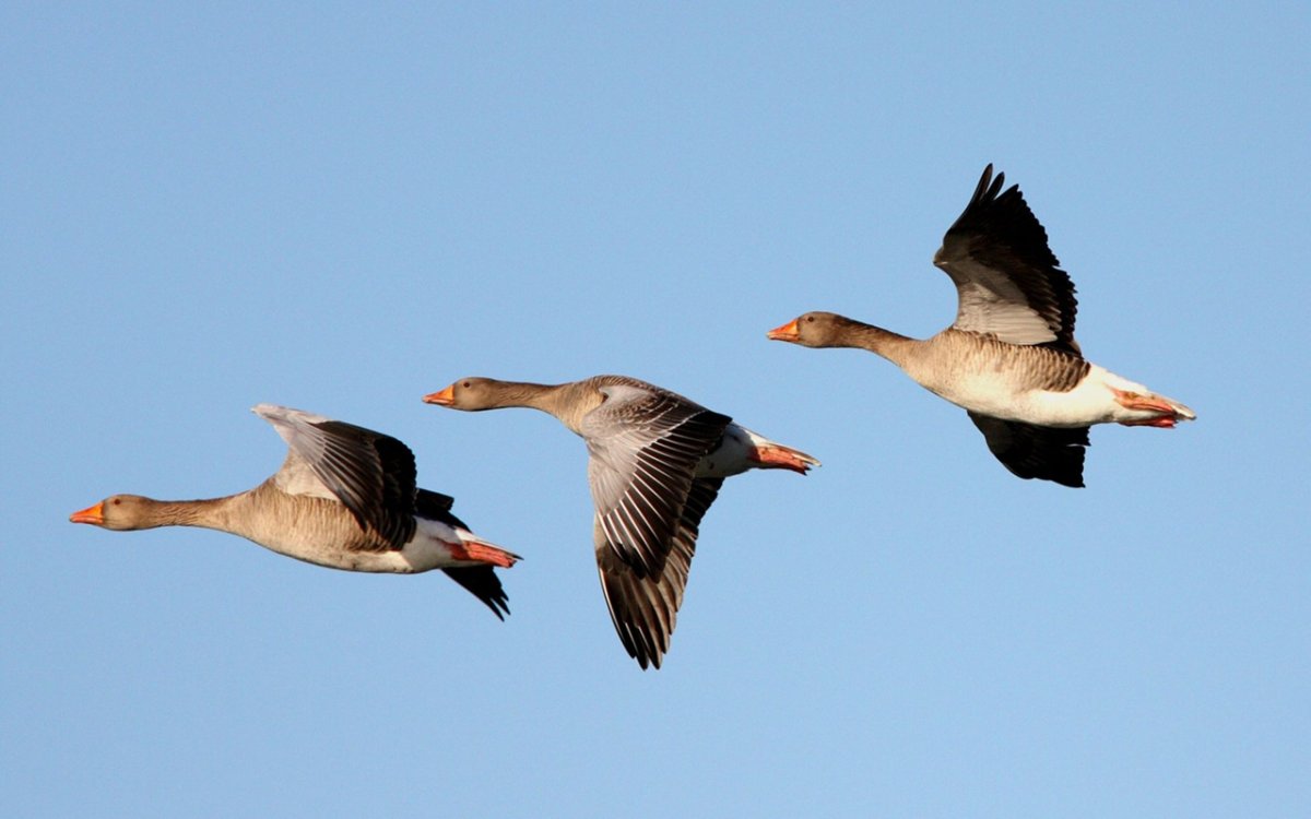 Гуси летают