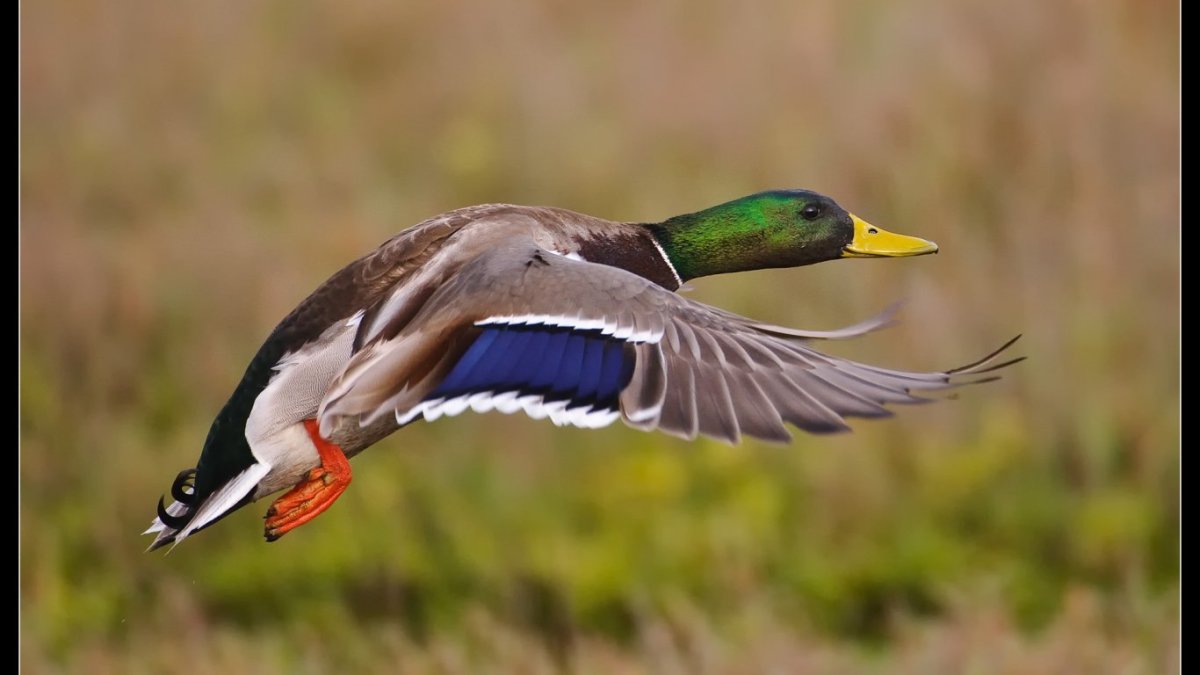 Селезень утки кряквы в полете