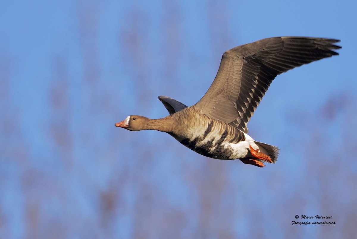 Дикие гуси в полете