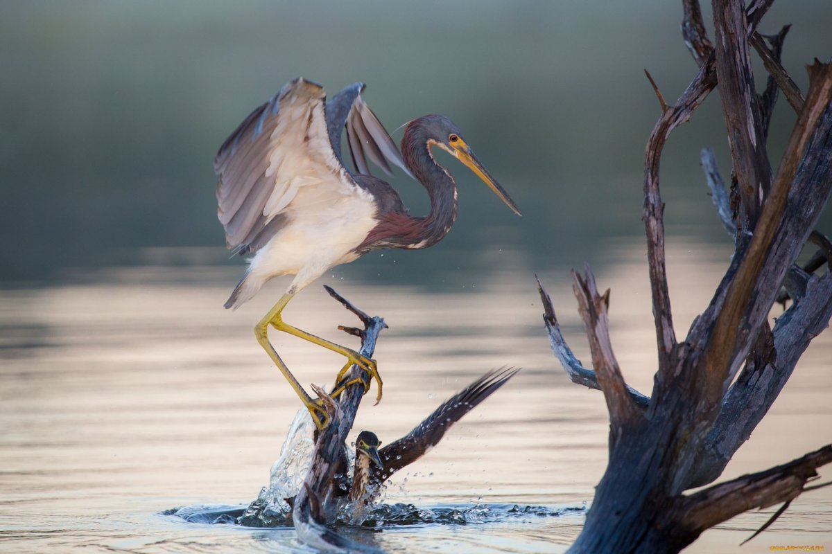 Птицы побережья Кайо Коко