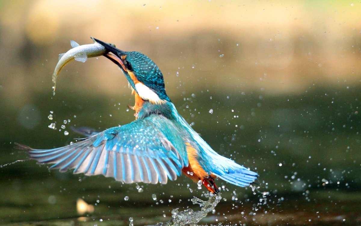 Животные под водой