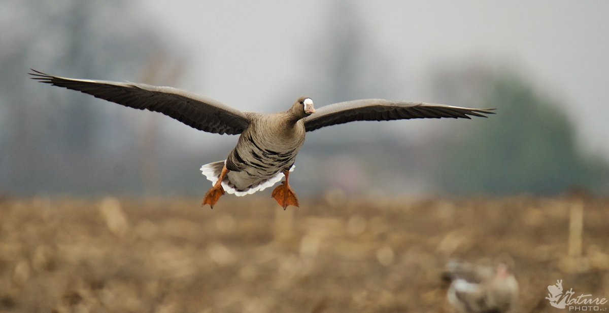 Гусь взлетает