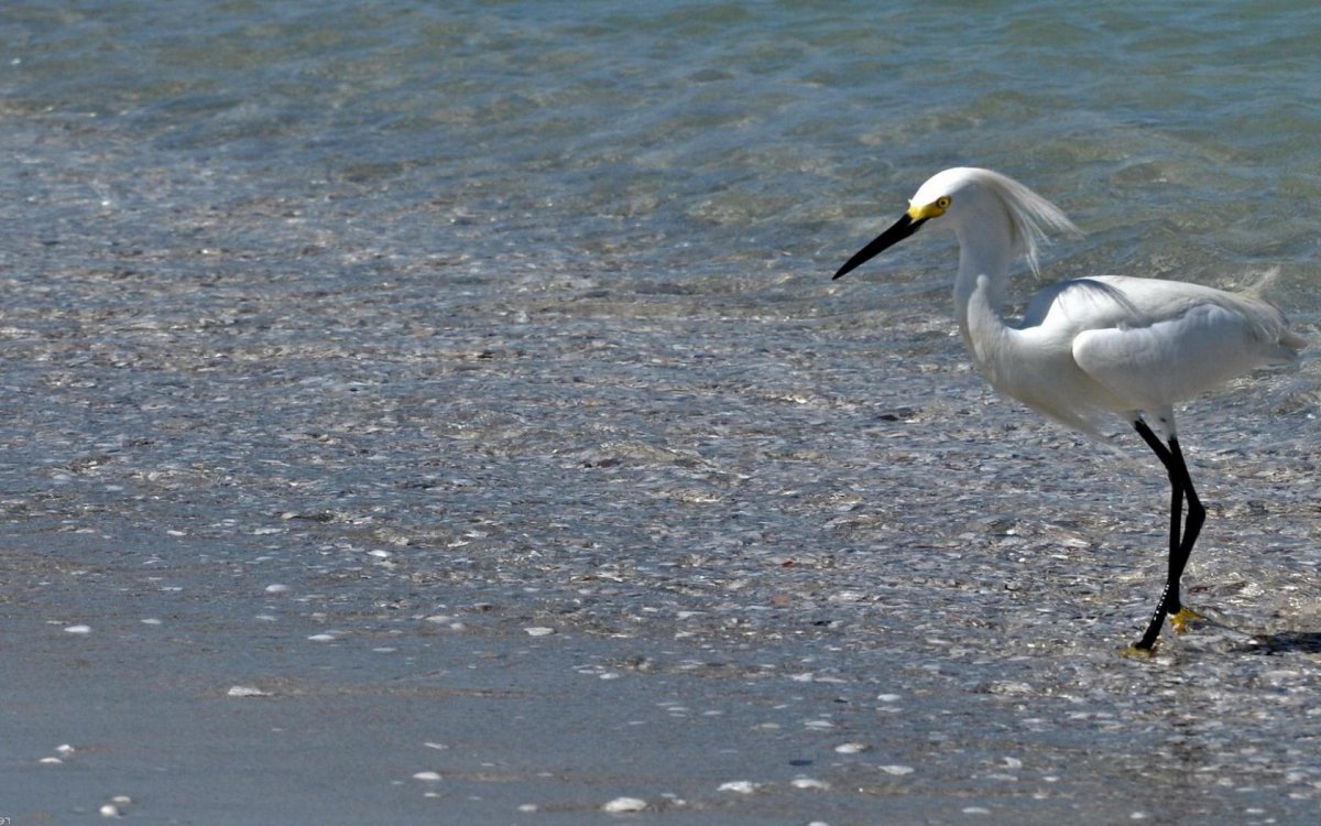 Обои на рабочий стол Фламинго