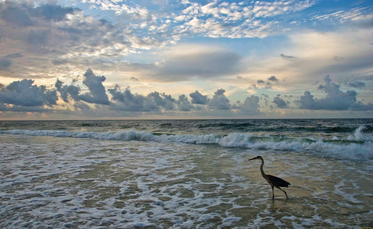 Цапля на море