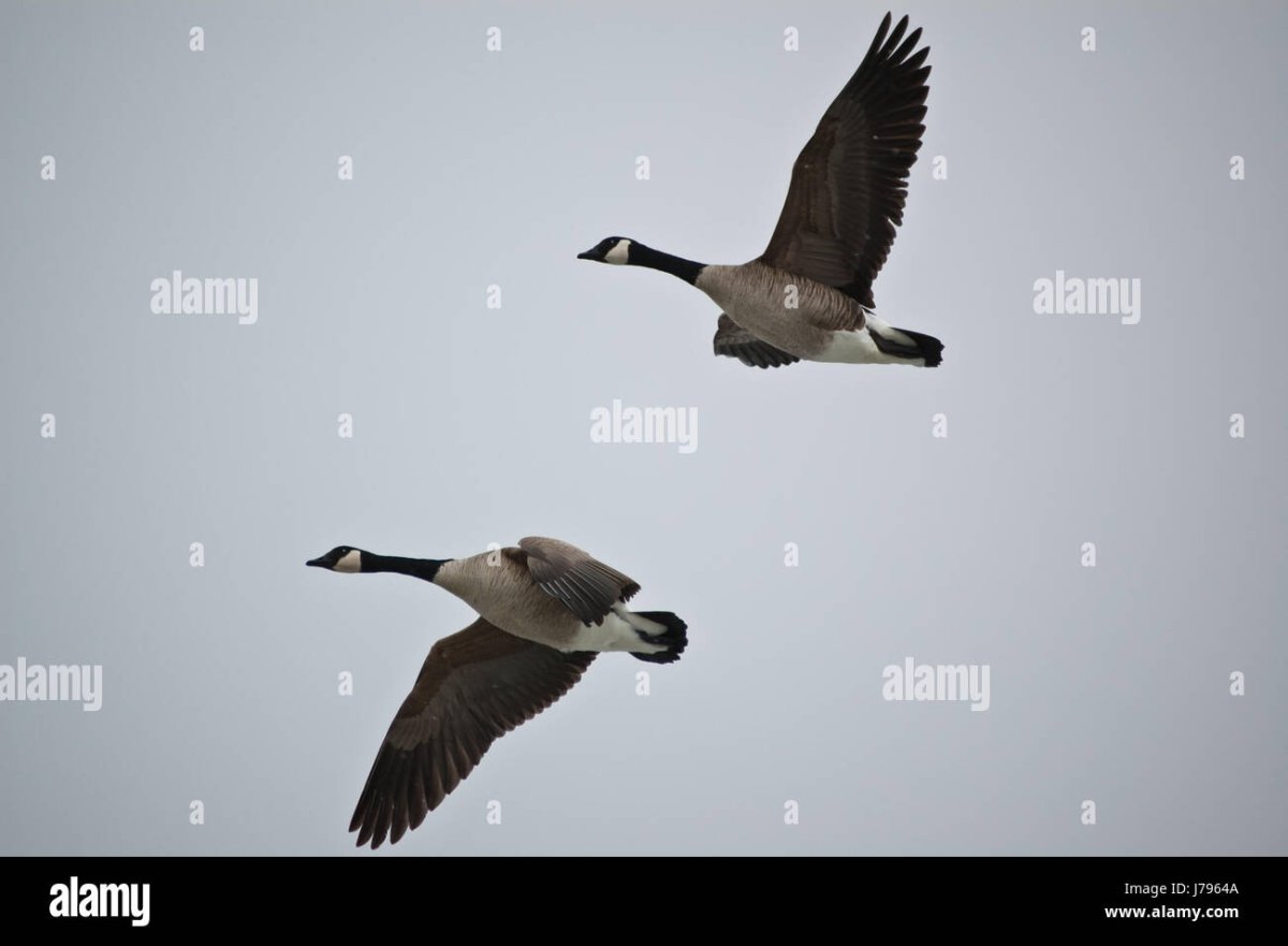 Канадский Гусь в полете