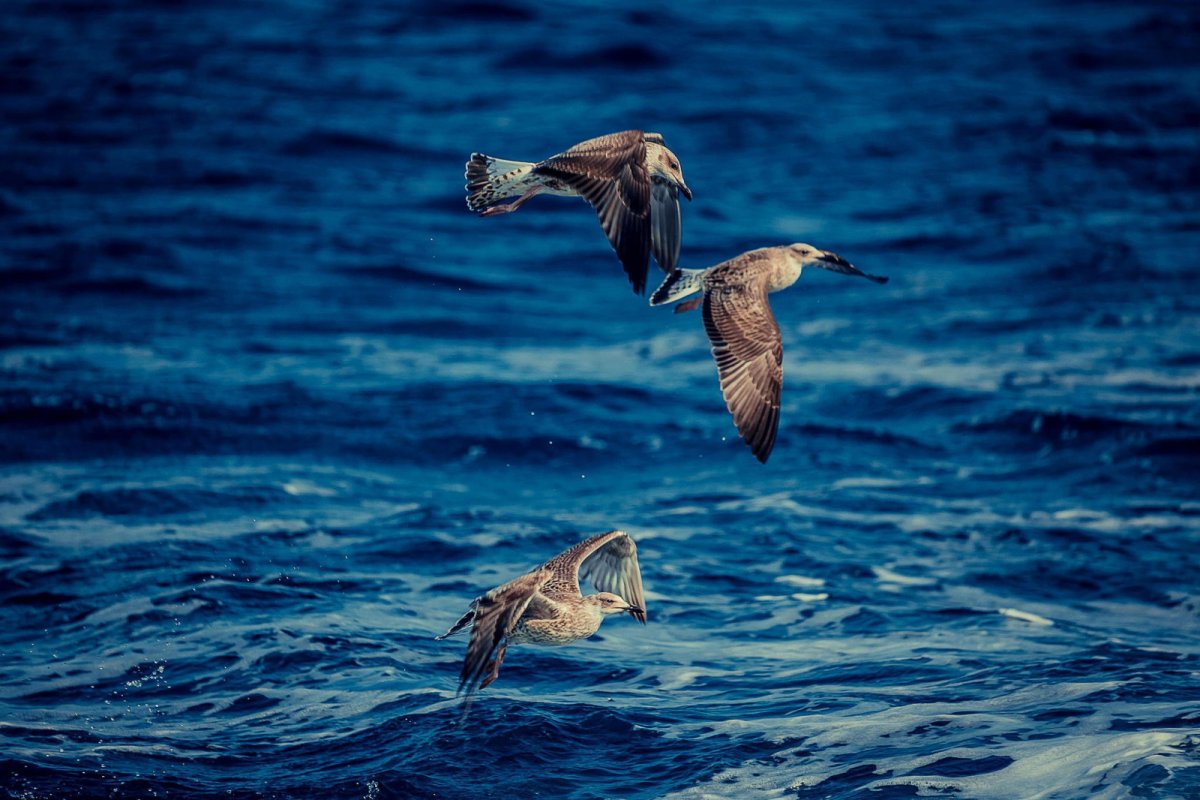 Чайки над морем