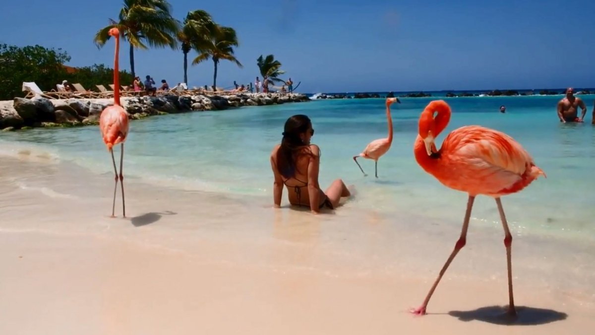 Пляж попугаи пальмы