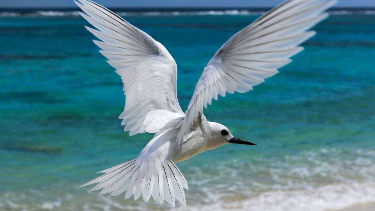 Альбатрос птица Мальдивы