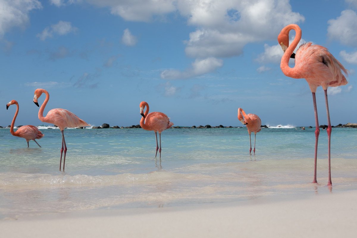 Крачка Гавайская белая