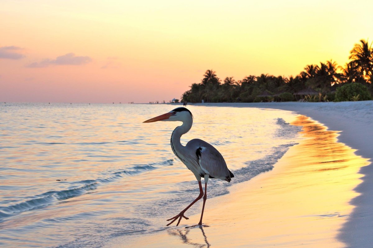 Голубая цапля Мальдивы