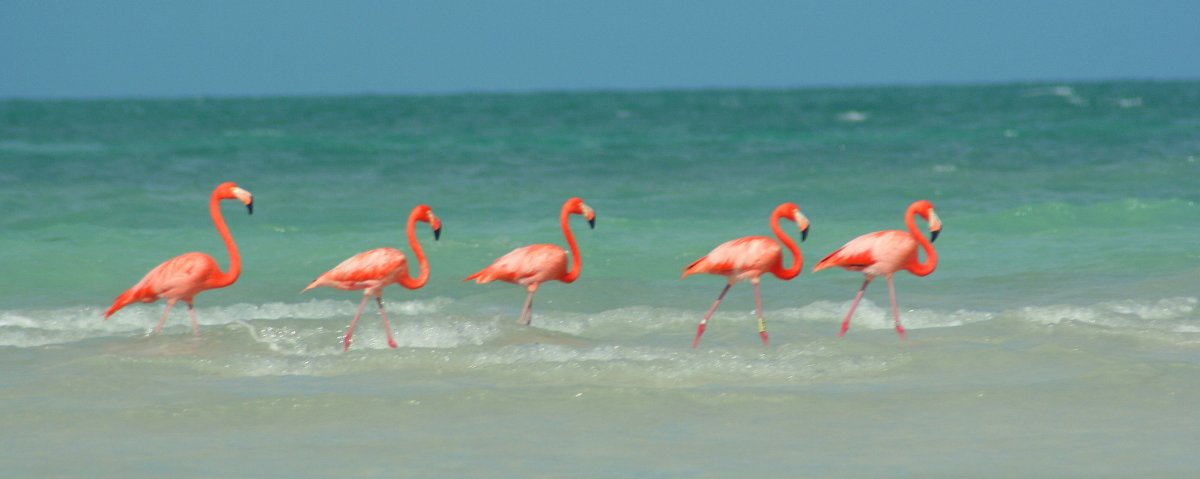 Белая цапля в пустыне