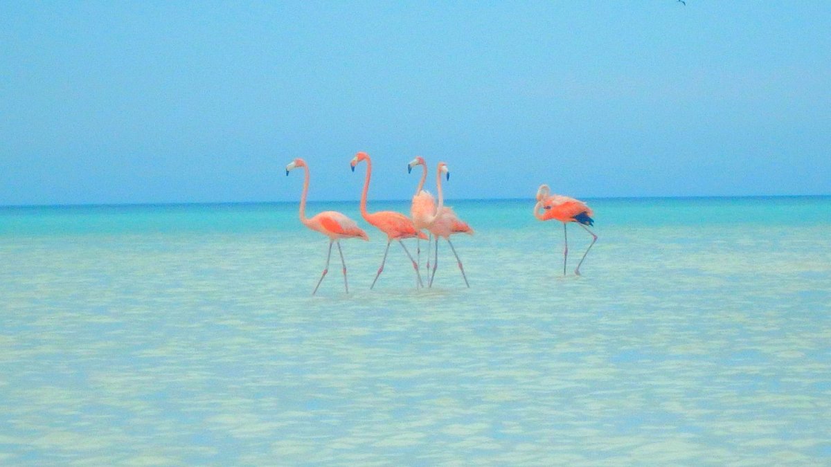Розовым Фламинго Багамы