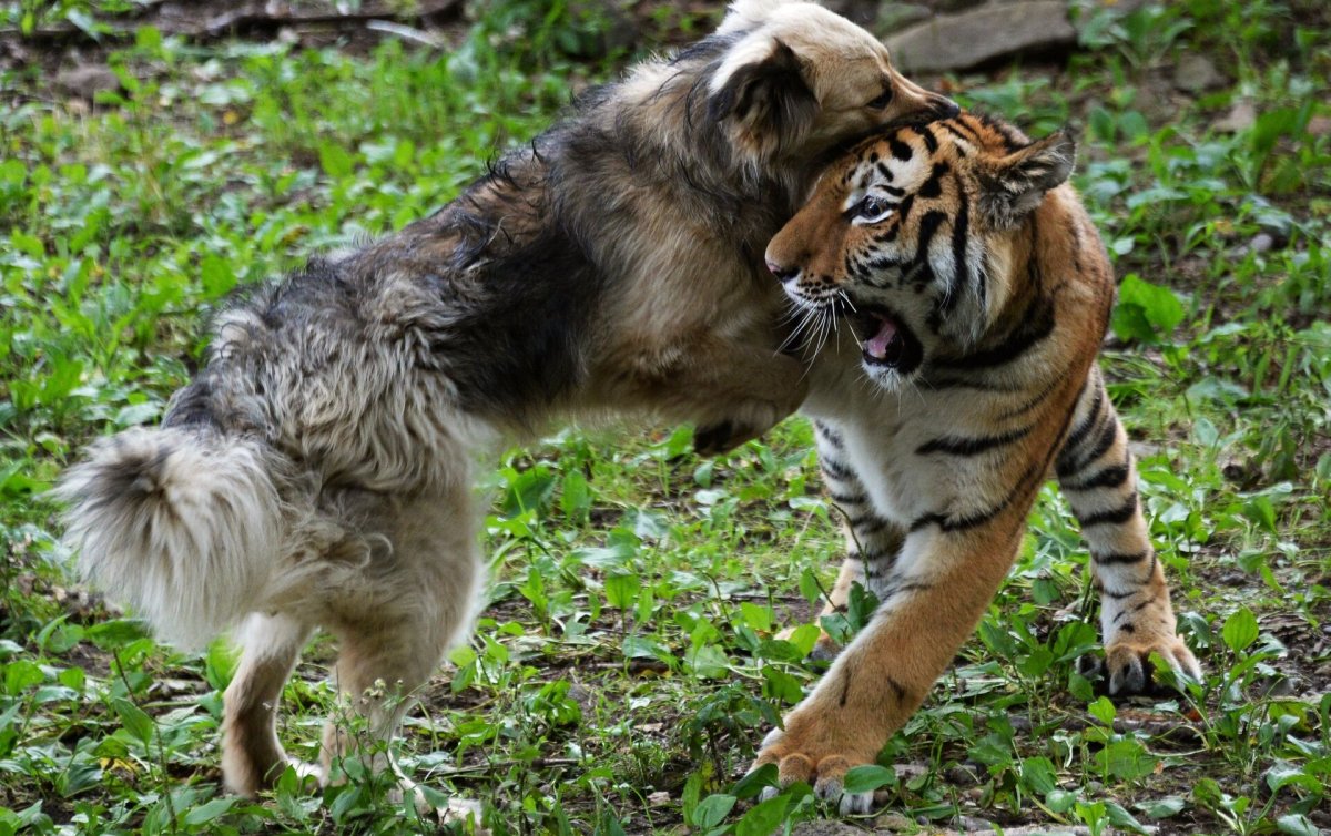 Волк и тигр