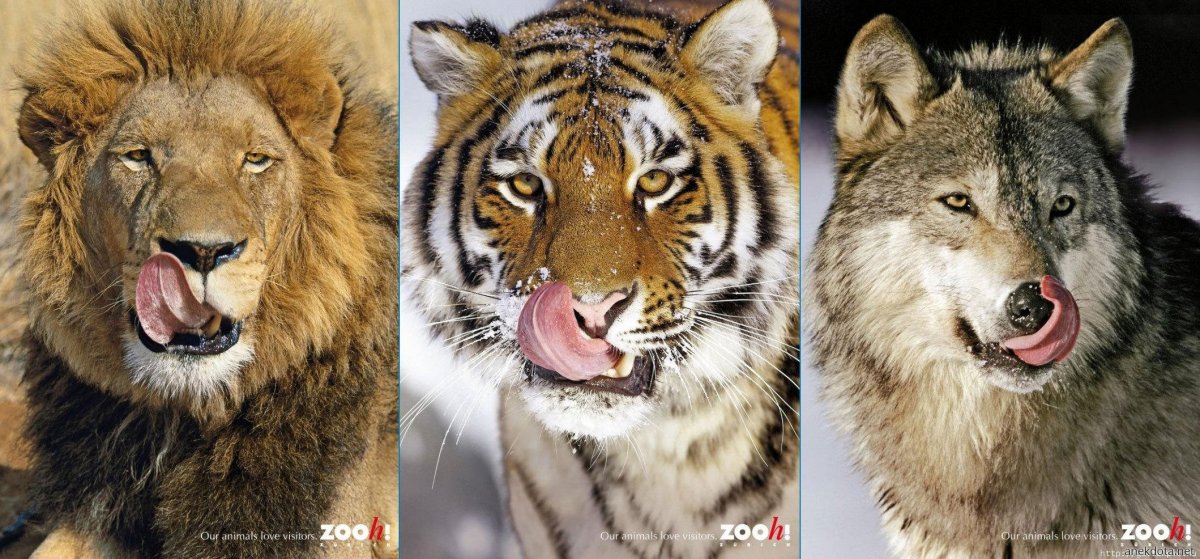 Тигр Лев и волк