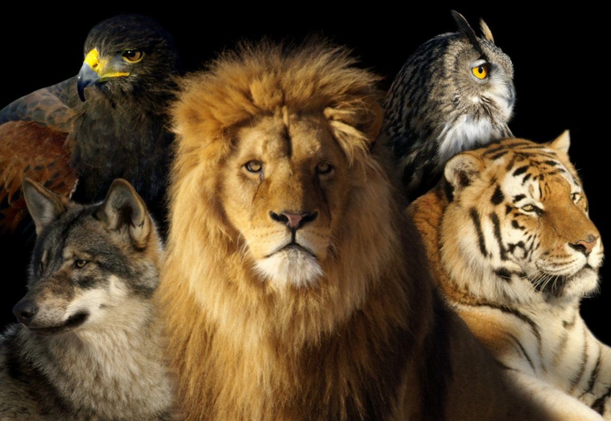 Лев тигр орёл вместе
