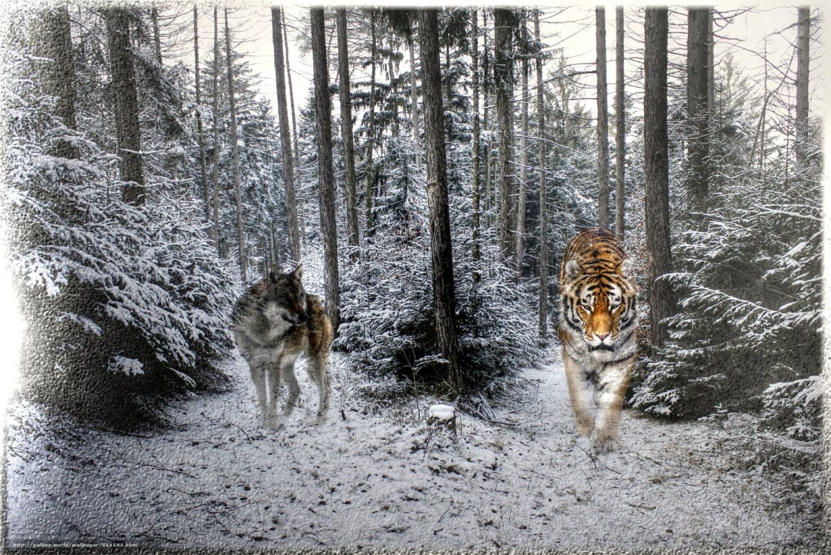 Лес с волками в 3д