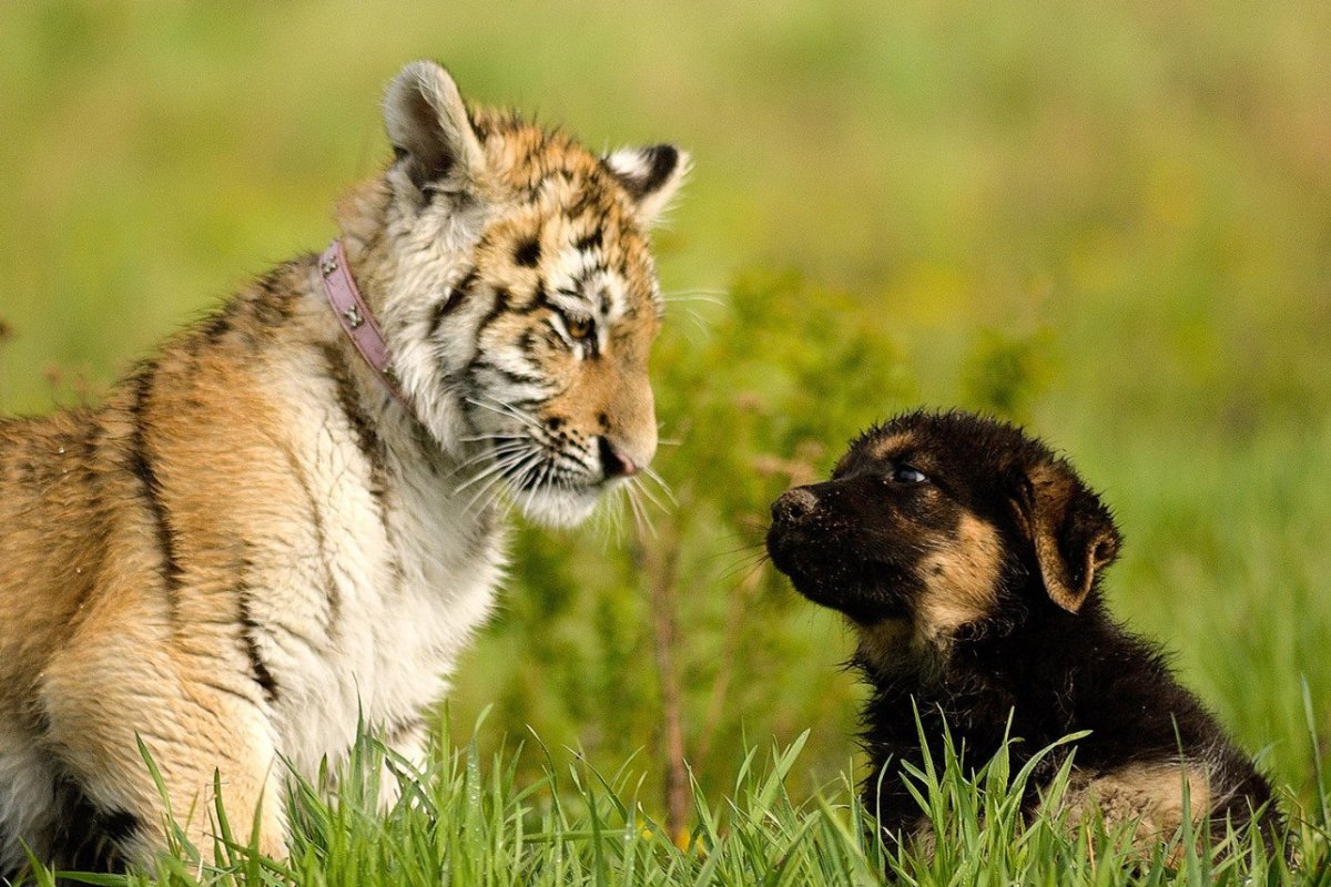 Тигренок и щенок