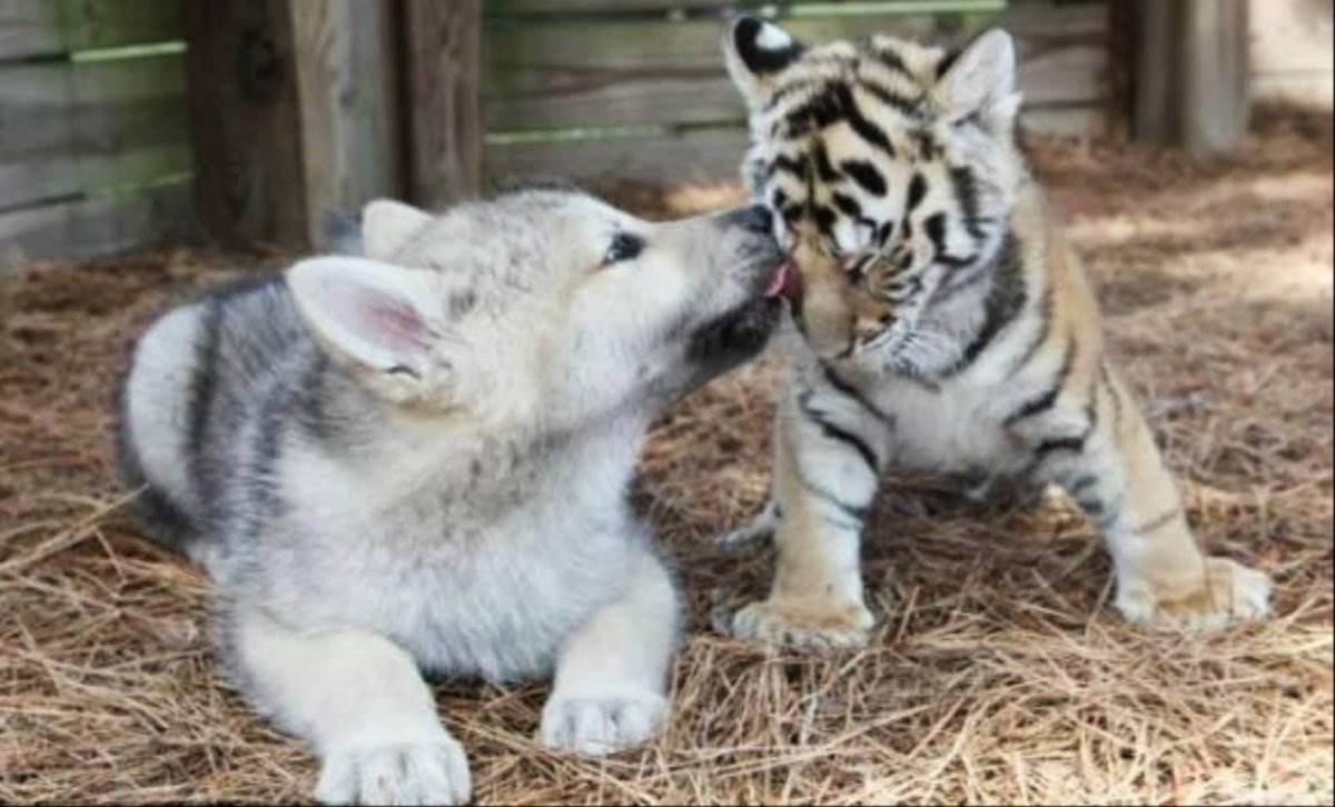 Волк и Тигренок