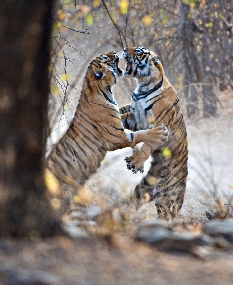 Тигр в дикой природе
