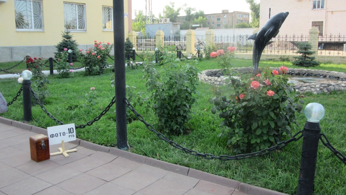 Дельфин черного цвета