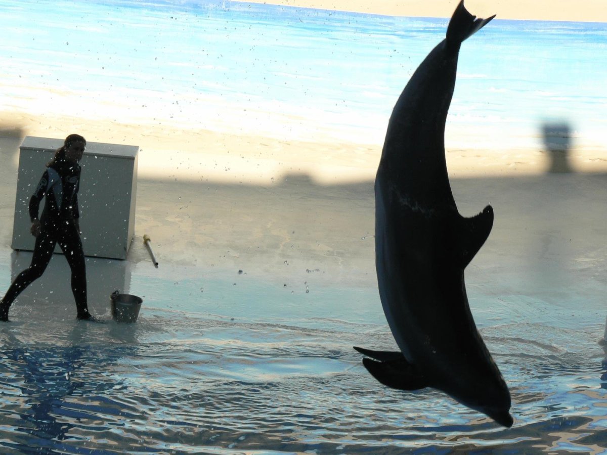 Черный Дельфин