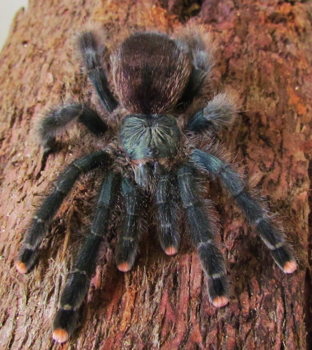 Мохнатый паук Тарантул