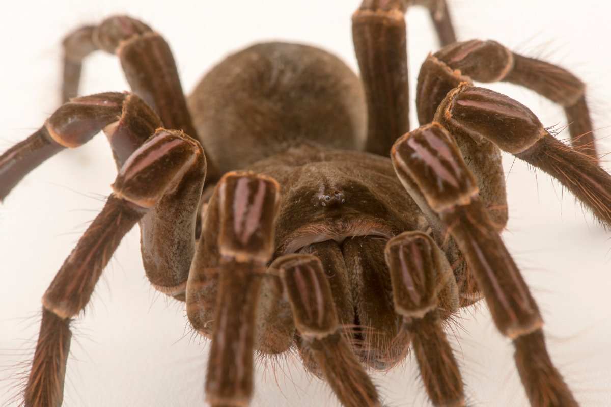 Паук Theraphosa stirmi