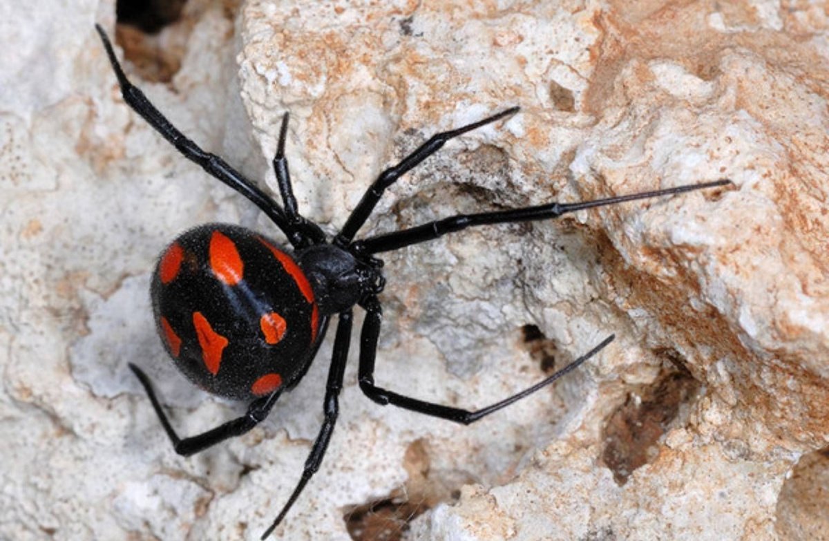 Araneus diadematus паук крестовик