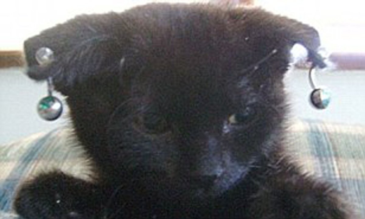 Бесполезное животное