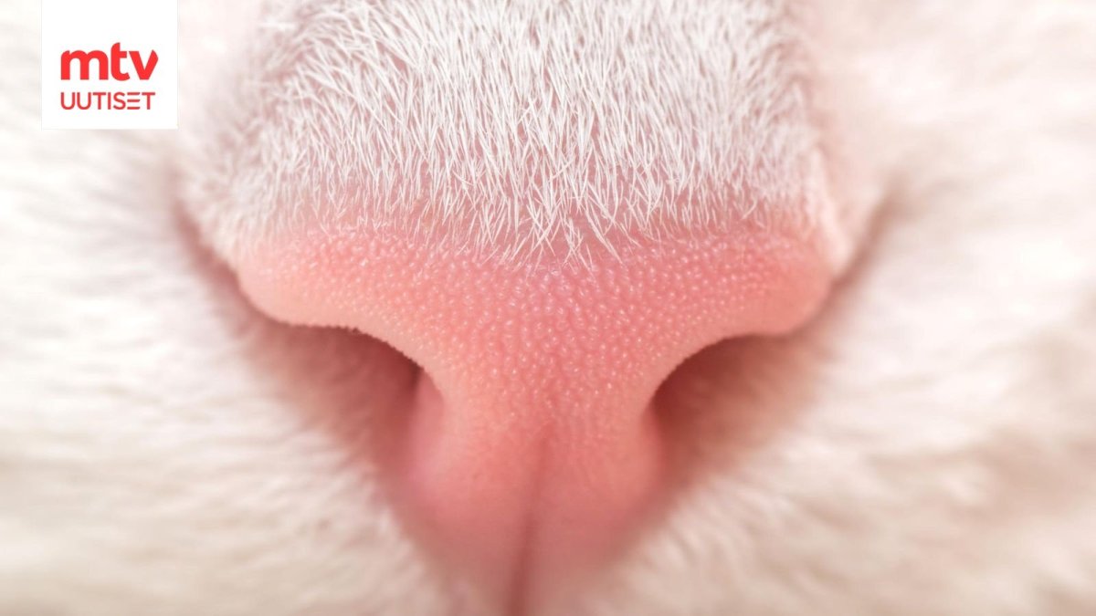 Кошачьи уши