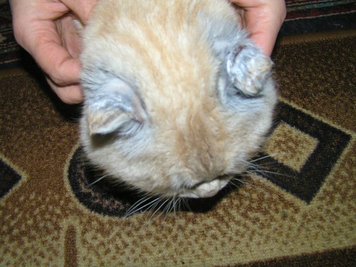 Одноглазый котенок