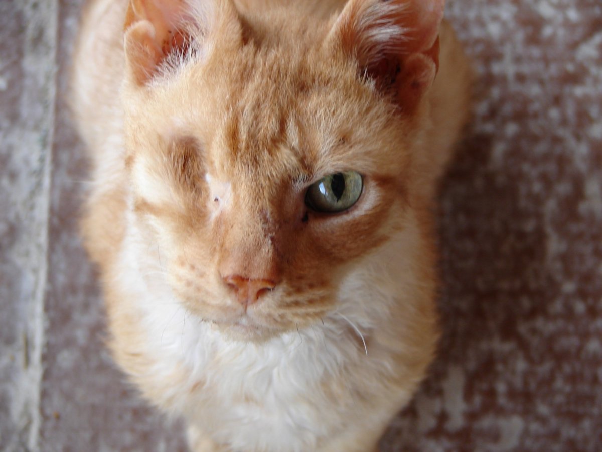 Кошки альбиносы