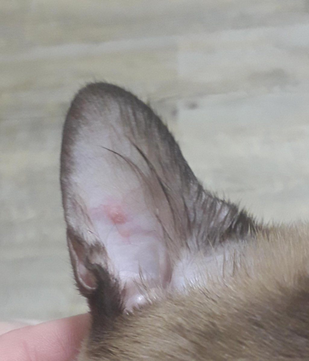 Розовая кошка